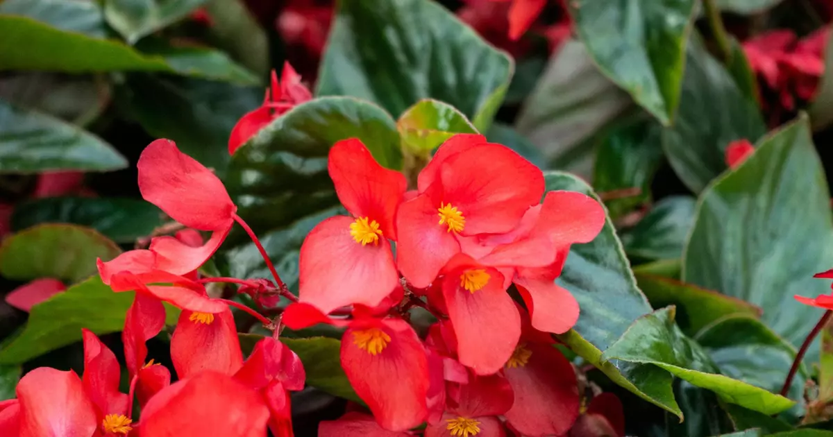 Begonia Care: A Comprehensive Guide to Nurturing Your Blooms