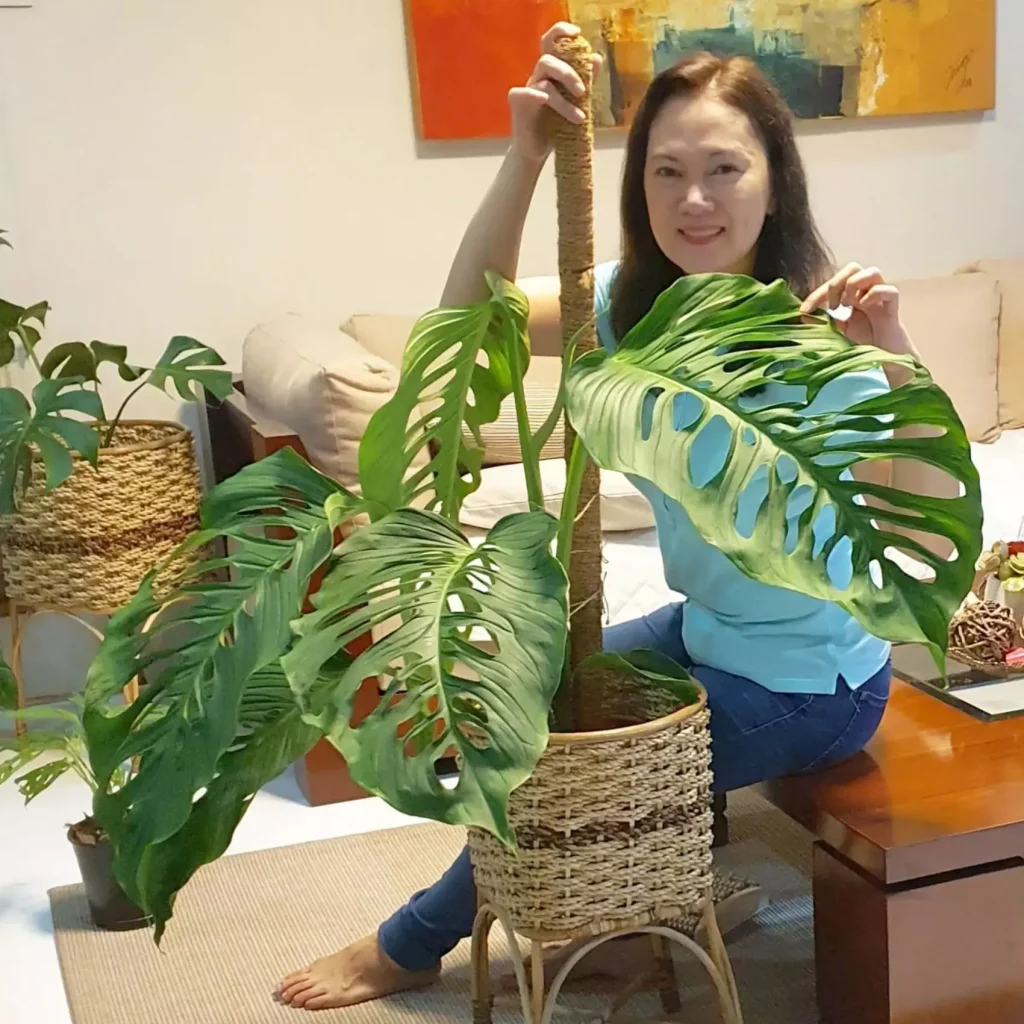Monstera Adansonii: The Beauty of the Swiss Cheese Plant
